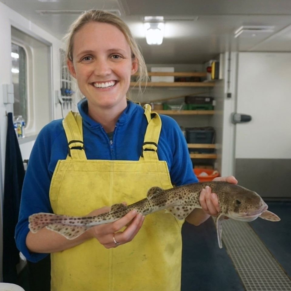 Dr Amanda Schadeberg   catshark.jpg