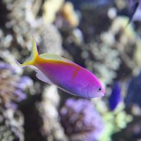 Echoview-Software-Bartlett’s-Anthias-Gabe