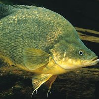 Echoview-Software-Brett-Merritt.jpg