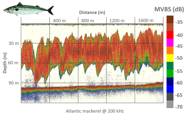 echogram for a school of Atlantic mackerel