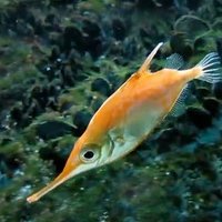 Echoview-Software-Darryn-fish.jpg