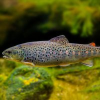 Jamie-Hutchings-Echoview-Software