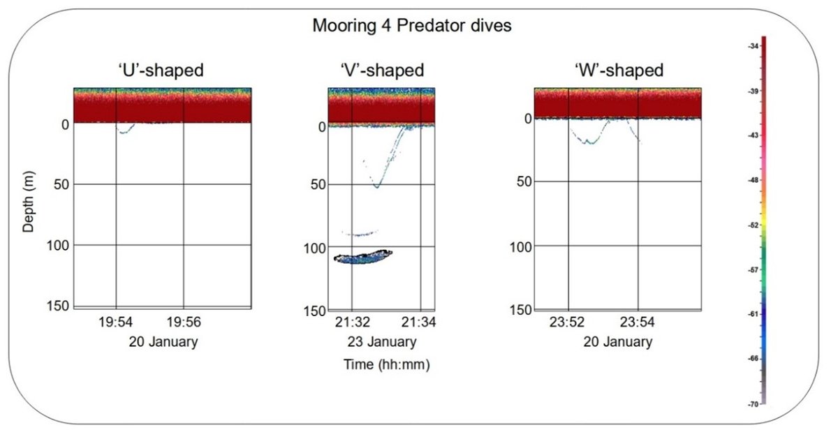 Krill-aggregation-impacts-predator-foraging-Bransfield-Strait-Echoview.