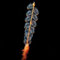Echoview-Software-Louise-Marrus-Siphonophore.jpg