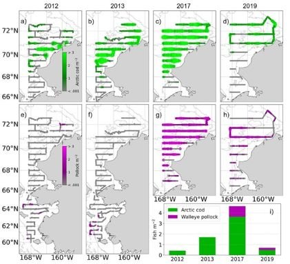 Maps of acoustic-trawl survey results showing the distribution of Arctic cod (green) and walleye pollock (purple) in the eastern Chukchi Sea..jpg