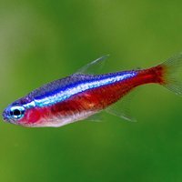 Miriam_neon_tetra_oG