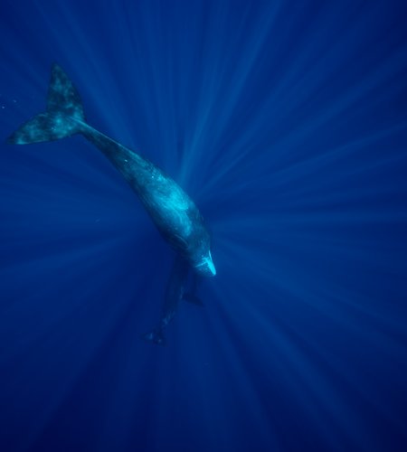 Sperm whale