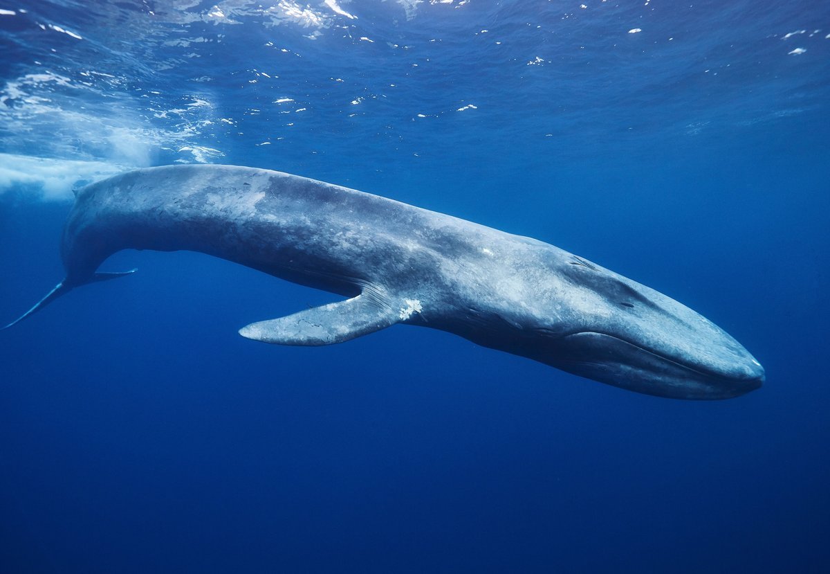 Whale echoview education multibeam