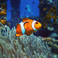 Echoview-Software-Clownfish-Mike-Palin