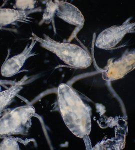copepods shutterstock.jpg