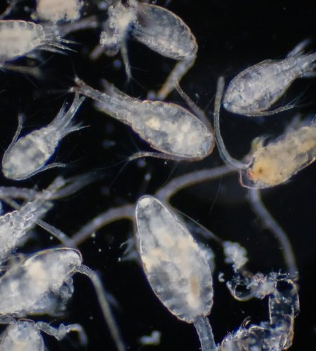 copepods shutterstock.jpg
