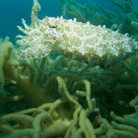 cuttlefish pryia