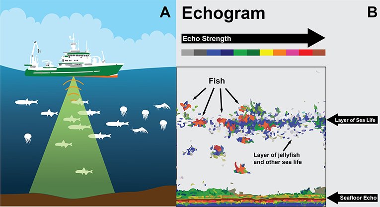 FFYM echogram.jpg