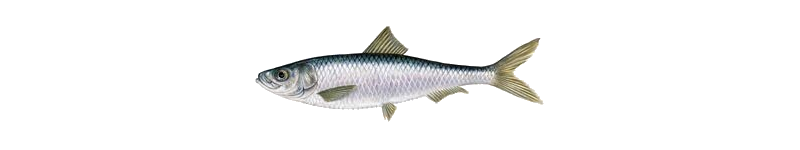 Case Study fish for Dr Sakinan.jpg