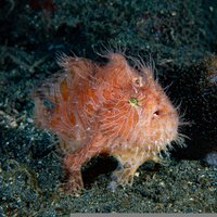 Echoview-Software-hairy-frog-fish.jpg