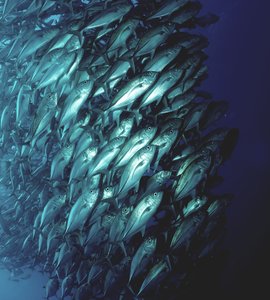 Fish sea.jpg