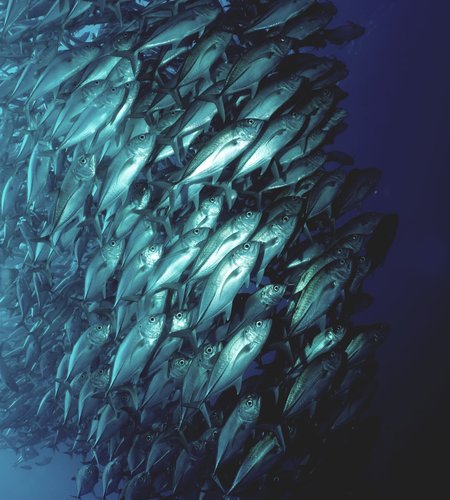 Fish sea.jpg
