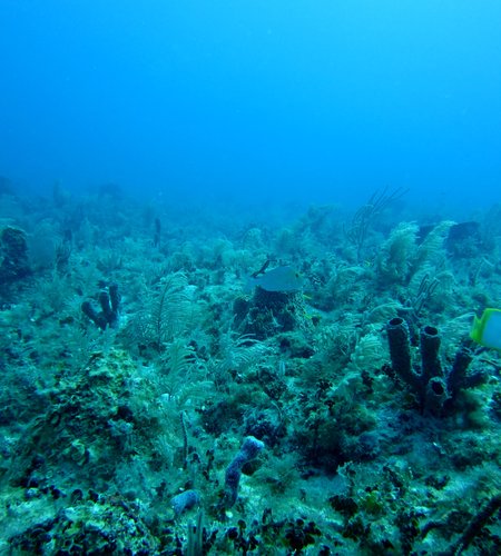 marine acoustics.jpg