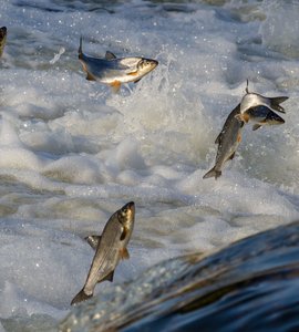 salmon jumpinglq.jpg