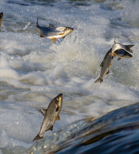 salmon jumpinglq.jpg