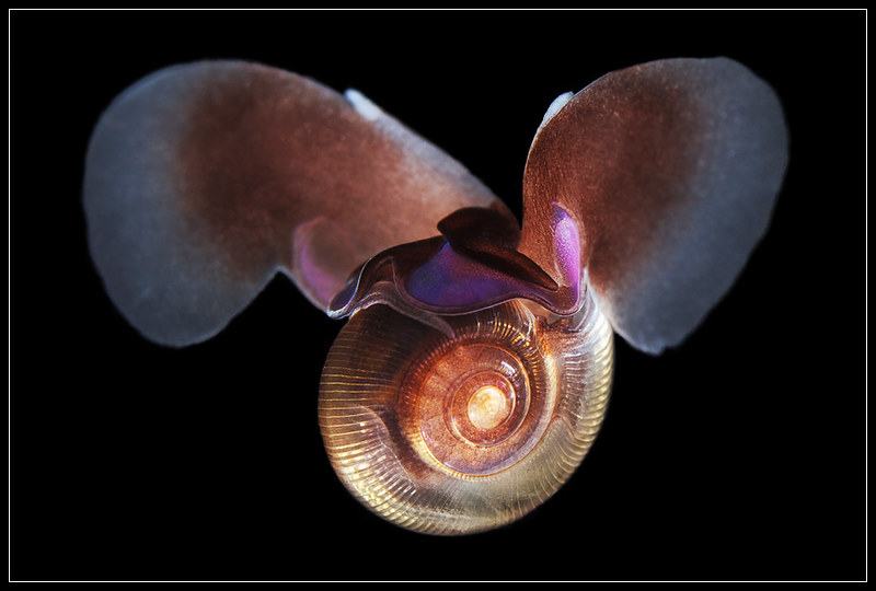 sea-butterfly-creative-commons-pteropoda
