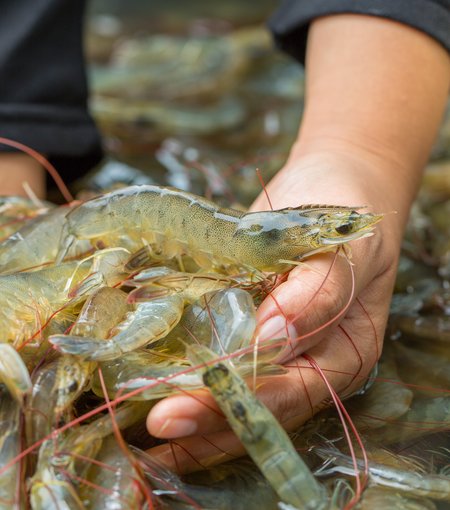 commercial fishing