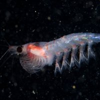 Echoview-Red-krill.jpg