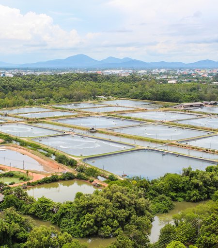 Shrimp Farm Echoview Aquaculture