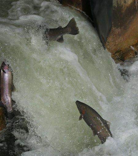 Salmon-ladder.jpg