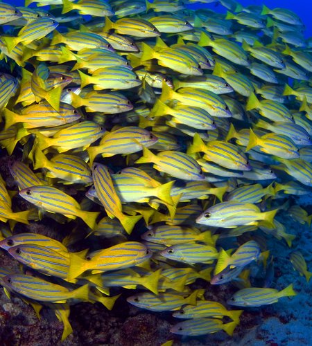 Fish_School.jpg