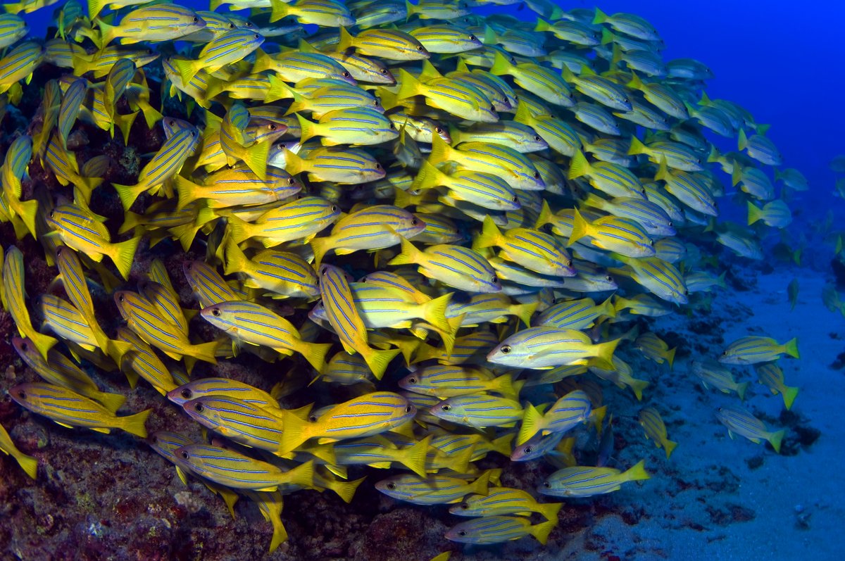 Fish_School.jpg