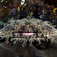 Echoview Wobbegong Carpet Shark.jpg
