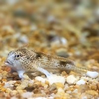 Echoview-Software-spotted-handfish.jpg