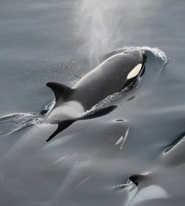 vacancy killer whales.jpg
