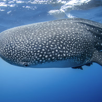 whale-shark-echoview-ella-technicalsales